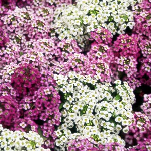 Alyssum Sweet